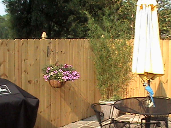 Straight Top Privacy Fence with French Gothic Post Tops